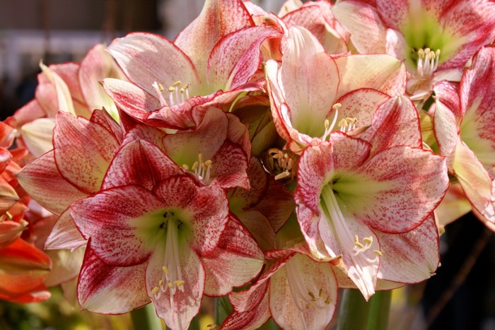 Close-up of Amaryllis flowers with red and white petals