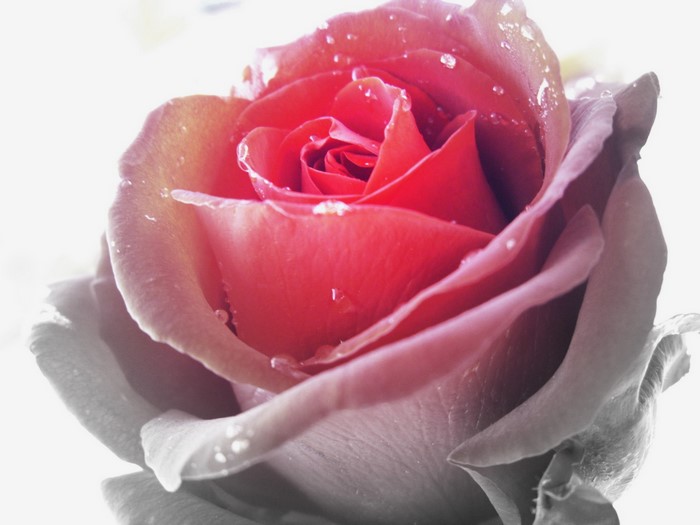 Close-up of a pink rose with water droplets