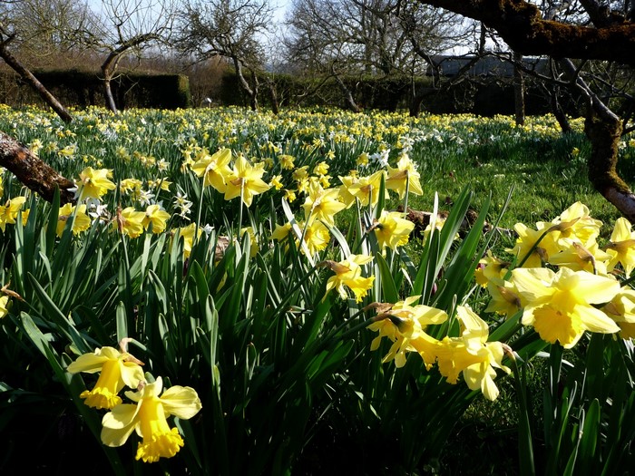 Field of yellow daffodils in a garden