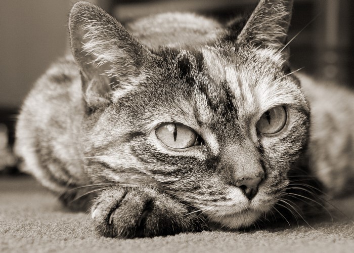 Close-up of a tabby cat lying down