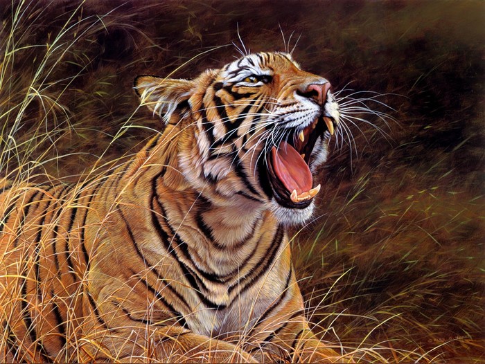 Tiger yawning in tall grass