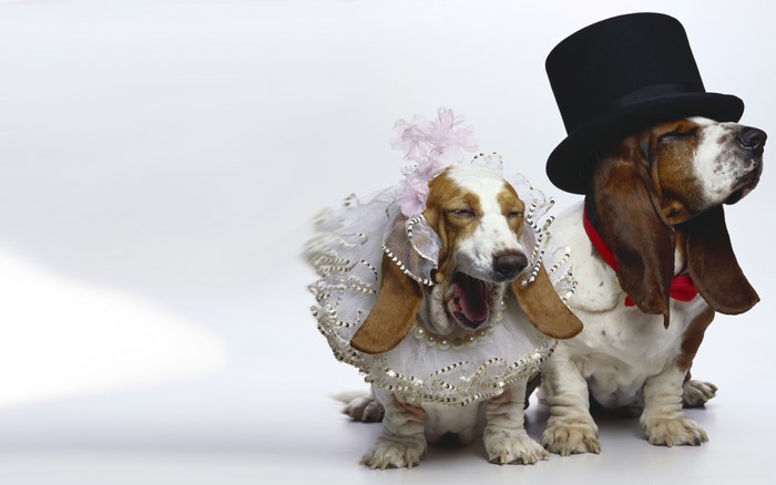 Two Basset Hounds dressed for a wedding
