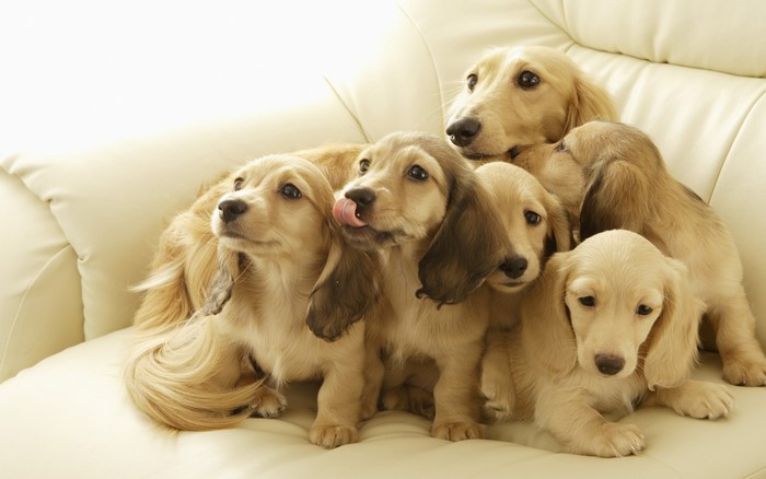 Group of Dachshund puppies and adult on a couch
