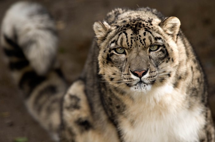 Close-up of a snow leopard's face and tail