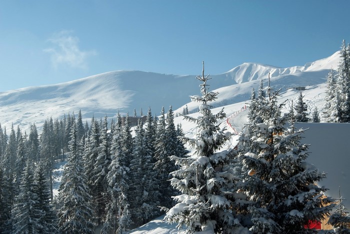 Snowy Mountains and Pine Trees