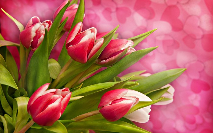 Bouquet of red and white tulips on a pink heart background