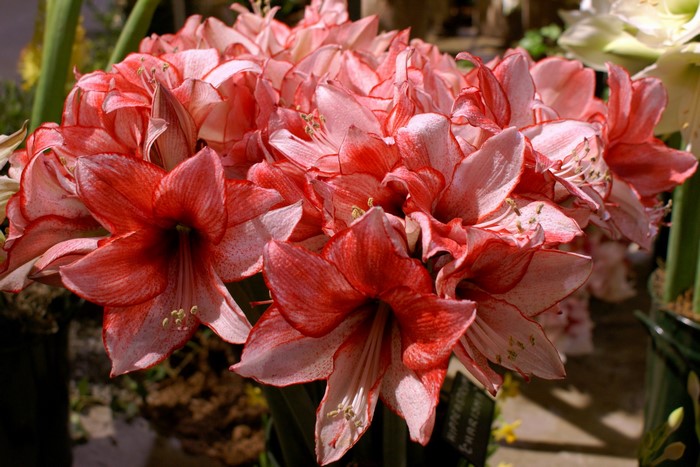 Amaryllis flowers with red and white petals
