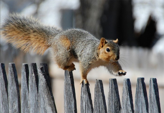 Squirrel balancing on a wooden fence