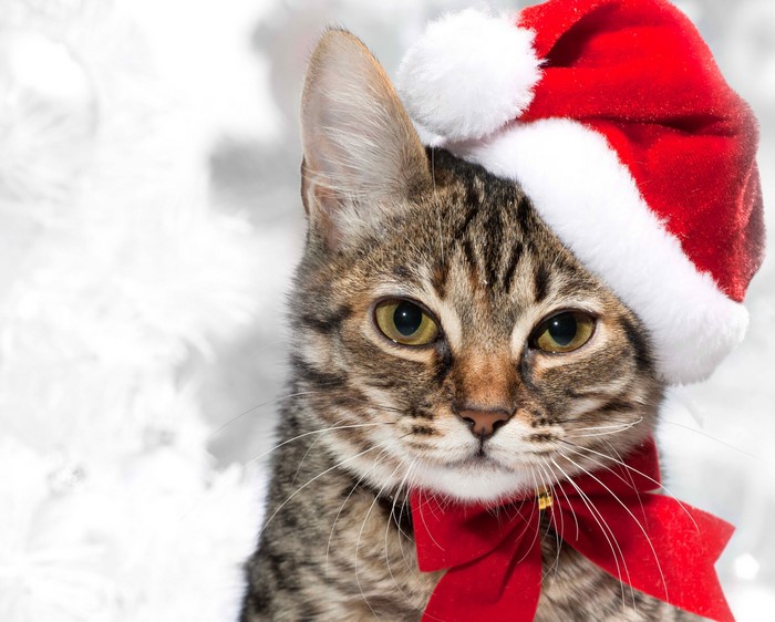 Cat wearing a Santa hat and red bow