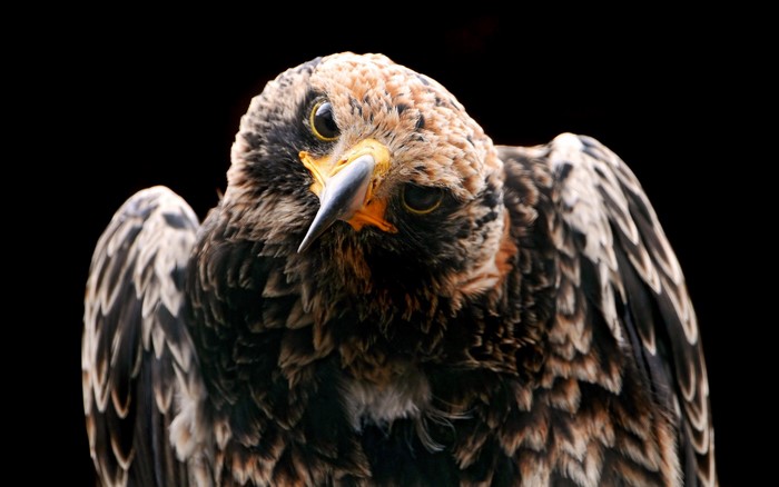 Close-up of a juvenile eagle with black background