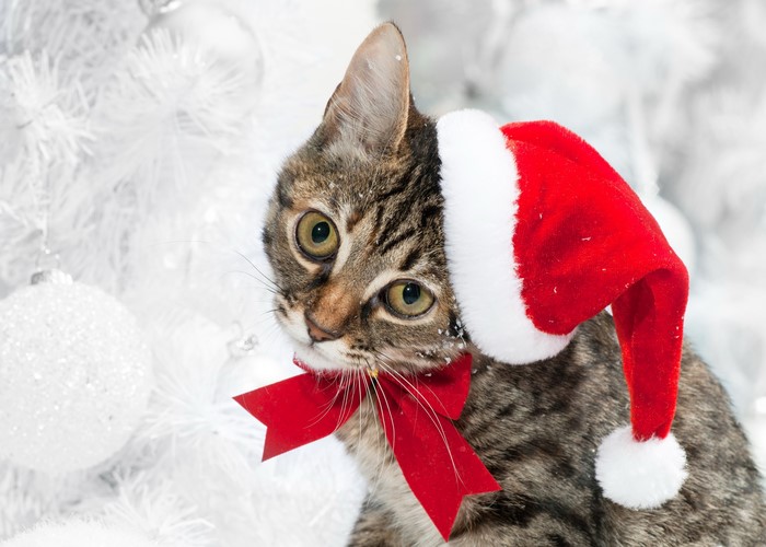 Cat wearing Santa hat and red bow