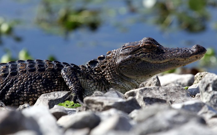 Alligator resting on rocks near water
