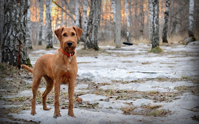 Irish Terrier dog in a snowy forest