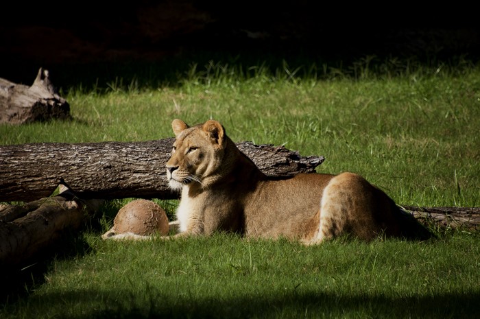 Lioness resting on grass near logs