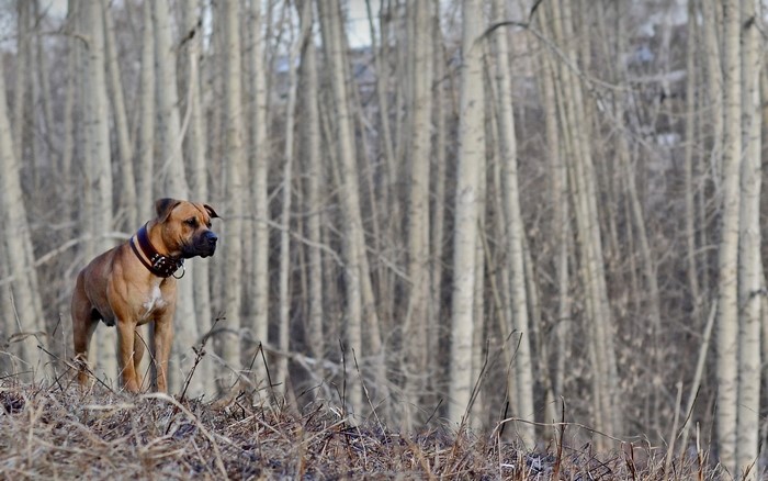Brown dog with studded collar in a forest