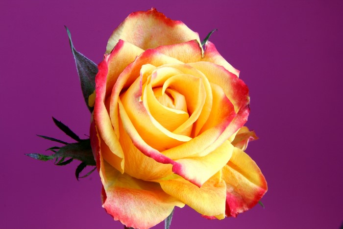 Yellow and red rose with purple background