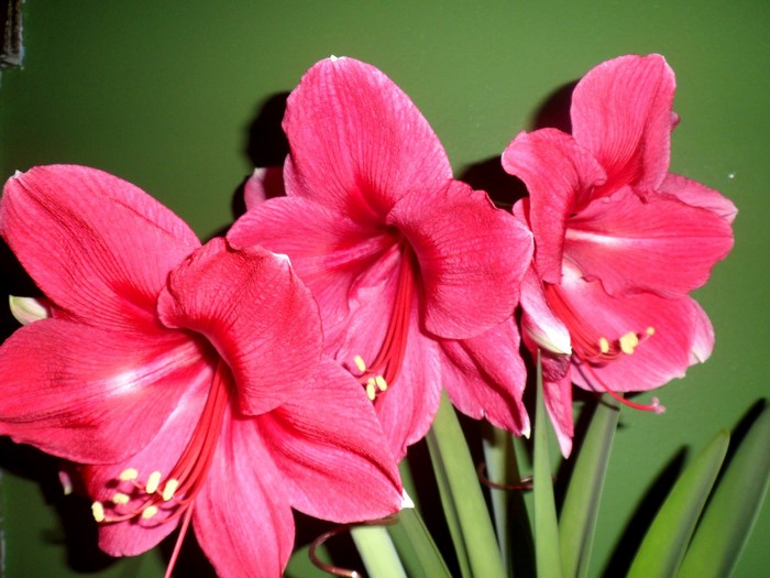 Three pink Amaryllis flowers with green leaves