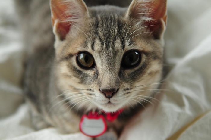 Close-up of a tabby cat wearing a red collar