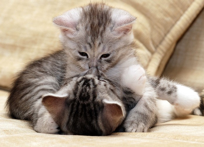 Two kittens playing on a couch