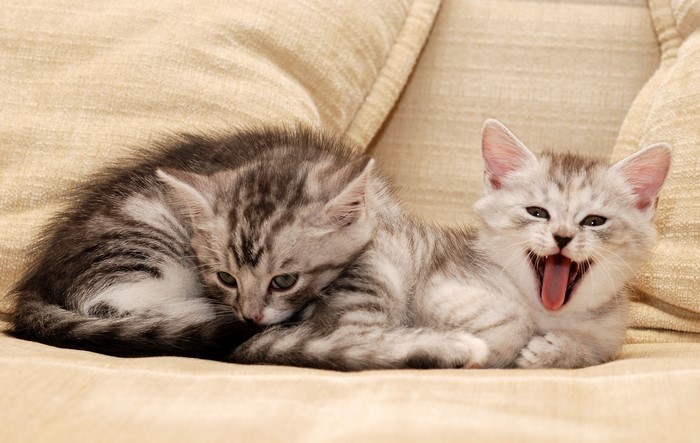 Two tabby kittens resting on a couch