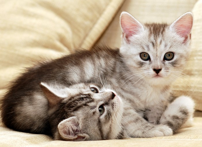 Two adorable tabby kittens resting on a couch