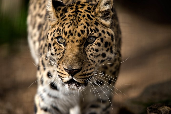 4K Leopard Close-up