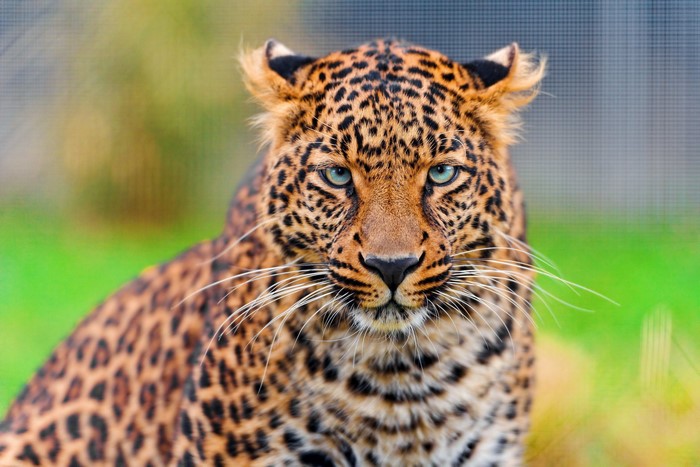 Leopard with blue eyes