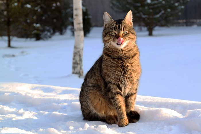 Tabby cat licking its nose in the snow