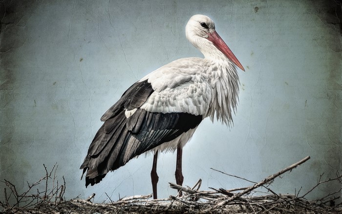 White stork standing in a nest