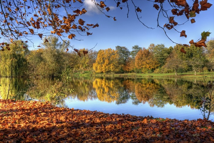 Autumn lake with colorful trees and fallen leaves