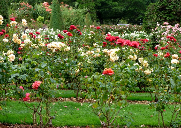 Rose garden with red, yellow, and pink roses