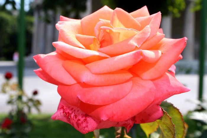 Close-up of a pink and orange rose