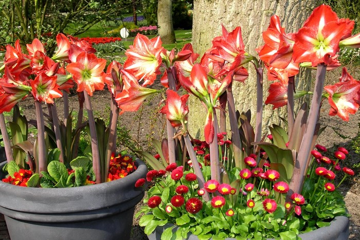 Red and white Amaryllis flowers in pots