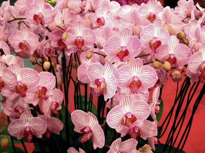 Pink and white striped orchids