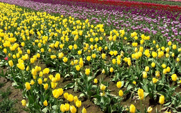 Field of Yellow, Purple, and Red Tulips