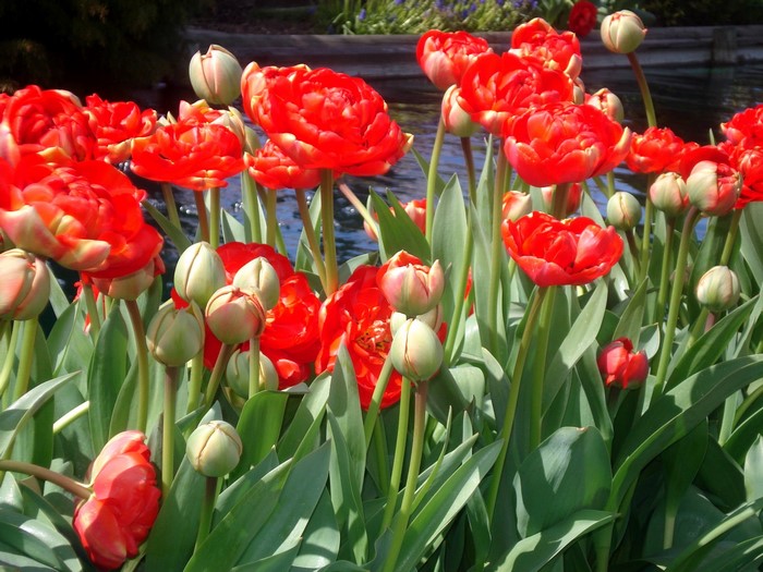 Red Double Tulips and Buds
