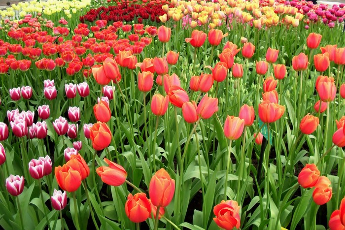 Field of Orange and Pink Tulips