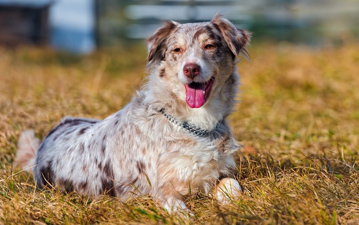 Merle Australian Shepherd dog lying in dry grass