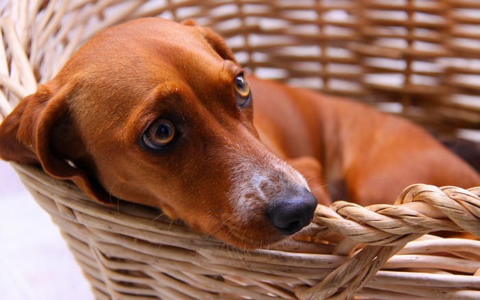 Brown Dachshund Dog in a Wicker Basket