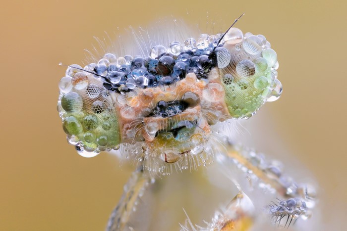 Close-up of a damselfly head covered in dew drops