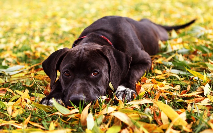 Dark-colored dog lying on autumn leaves