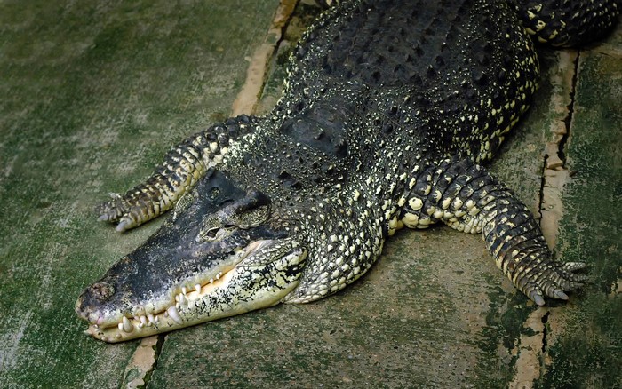 Crocodile lying on a concrete surface