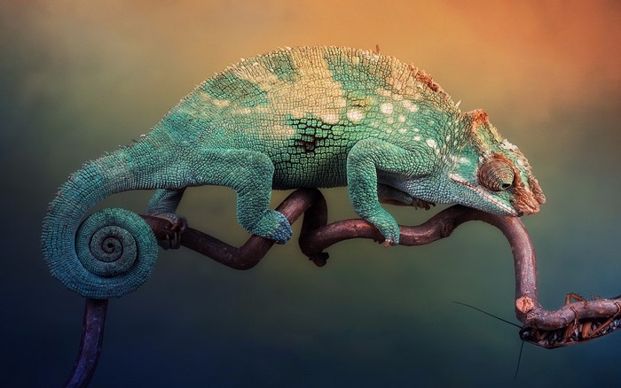 Chameleon perched on a branch with a mantis
