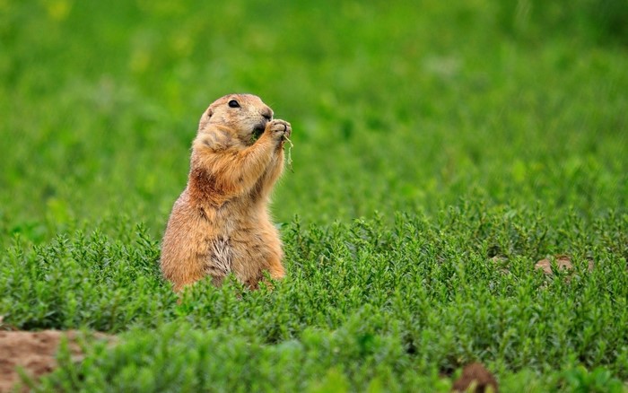Prairie dog eating grass in a field