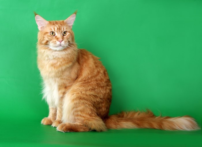 Orange Maine Coon Cat Sitting on Green Background