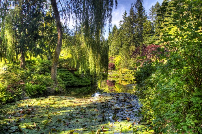 Garden pond with lily pads and weeping trees