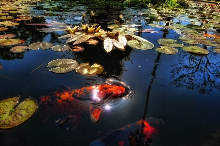 Koi fish swimming in a pond with lily pads