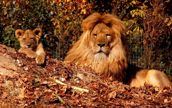 Lion and cub in autumn leaves