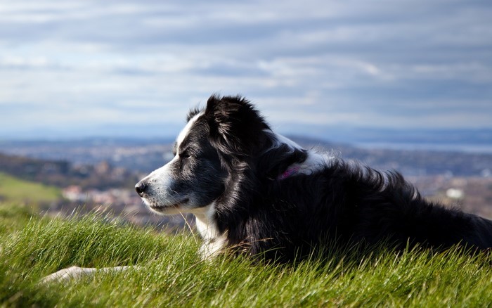 Border Collie dog lying in grass overlooking a city