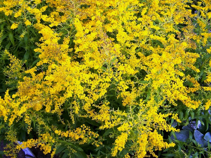 Goldenrod flowers in bloom